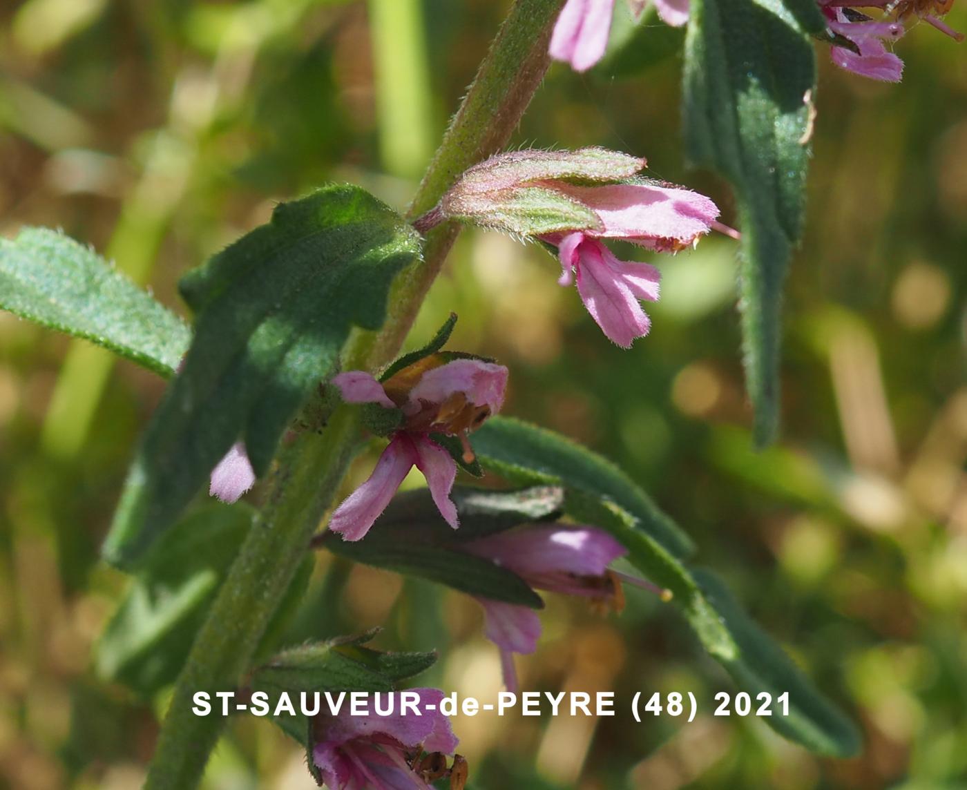 Bartsia, Red flower